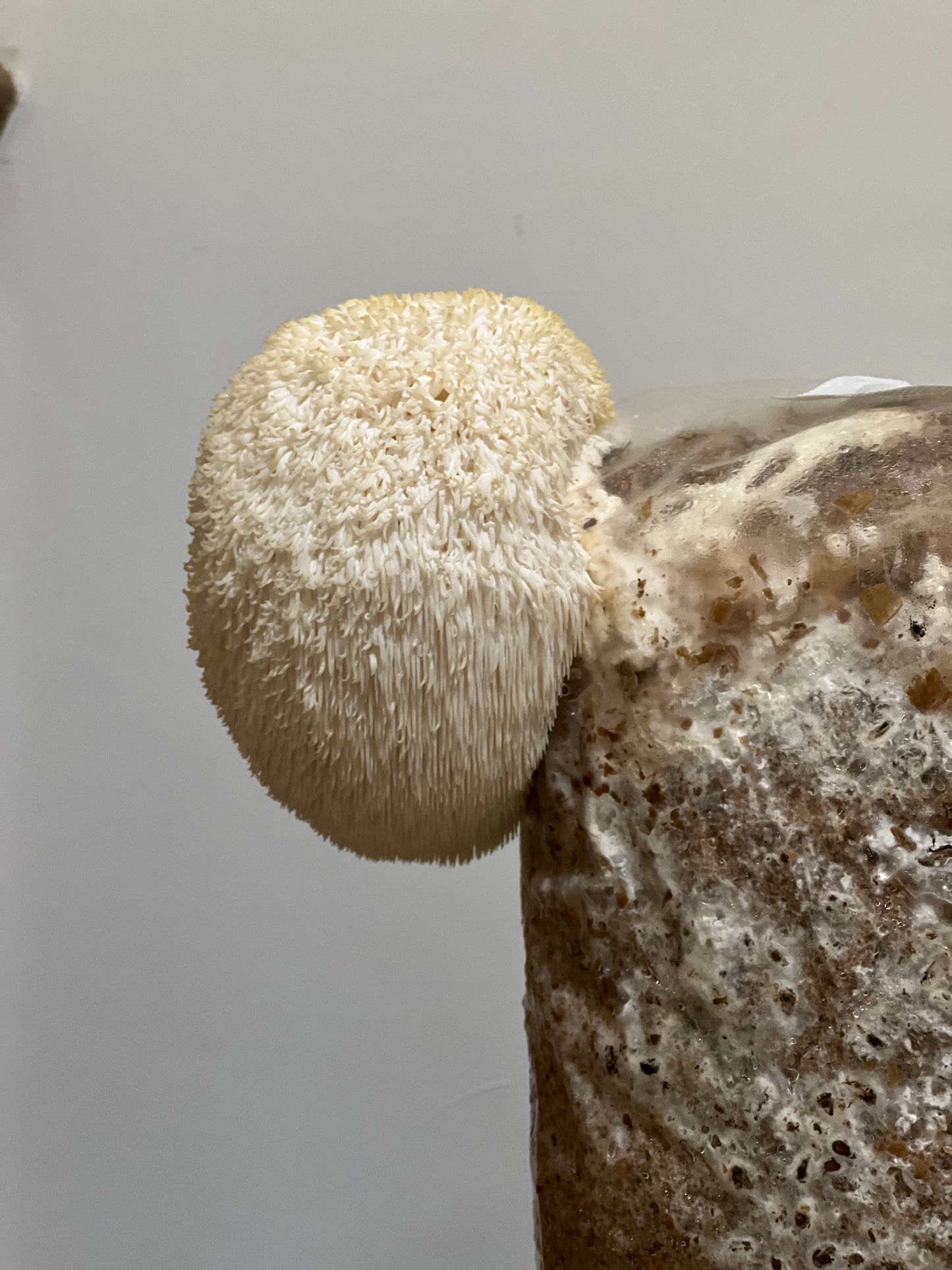 Lion’s mane