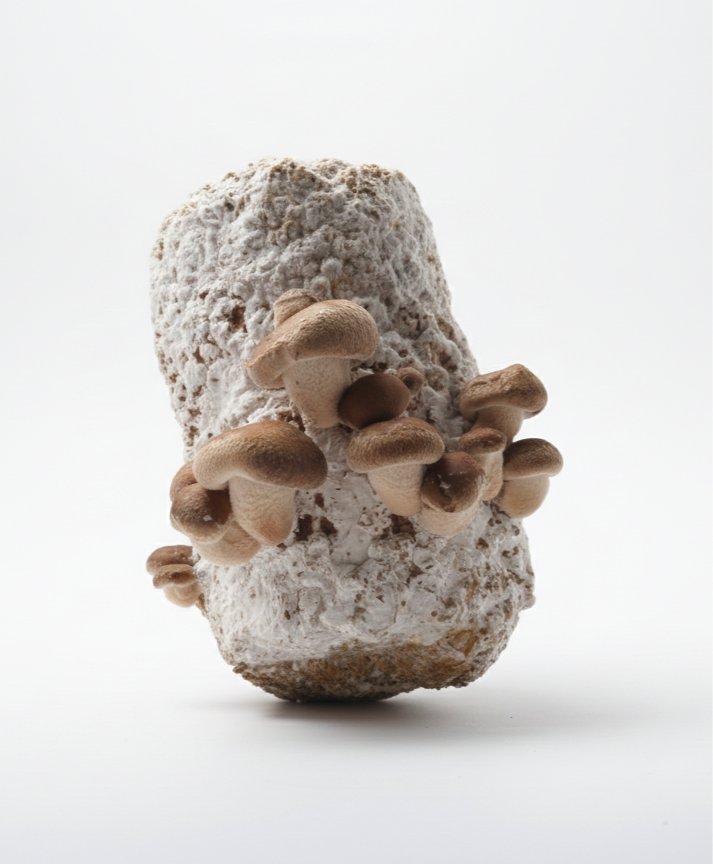 Shiitake Grow Block (4–5 kg) – Fully Colonized, Ready to Fruit