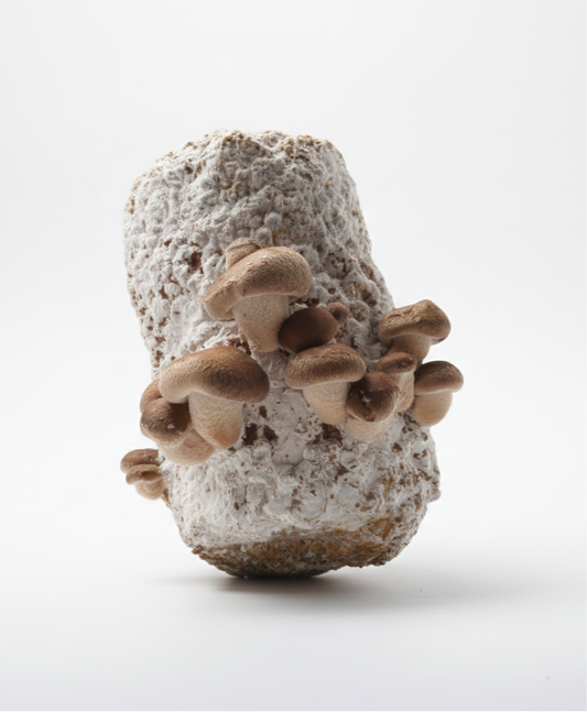 Shiitake Grow Block (4–5 kg) – Fully Colonized, Ready to Fruit