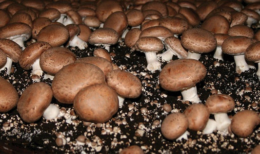 Portobello Mushroom grow it