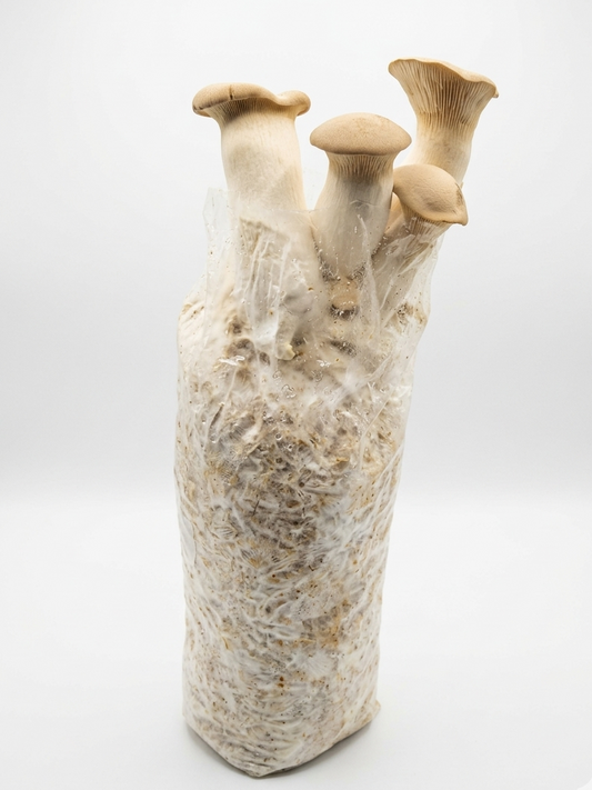 King Oyster Mushroom Grow Bag | Ready-to-Fruit Pleurotus Eryngii Kit