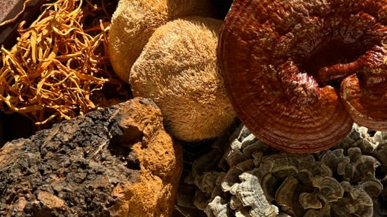 Cogumelos secos e inteiros sobre superfície de madeira