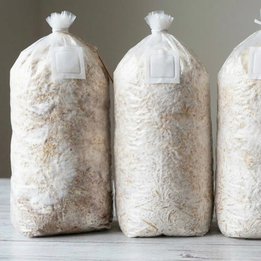 Oyster Mushroom Grow Bag | Pearl, Pink & Yellow | Grow Gourmet Mushrooms at Home