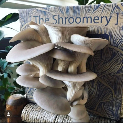 Pearl Oyster Mushroom kit