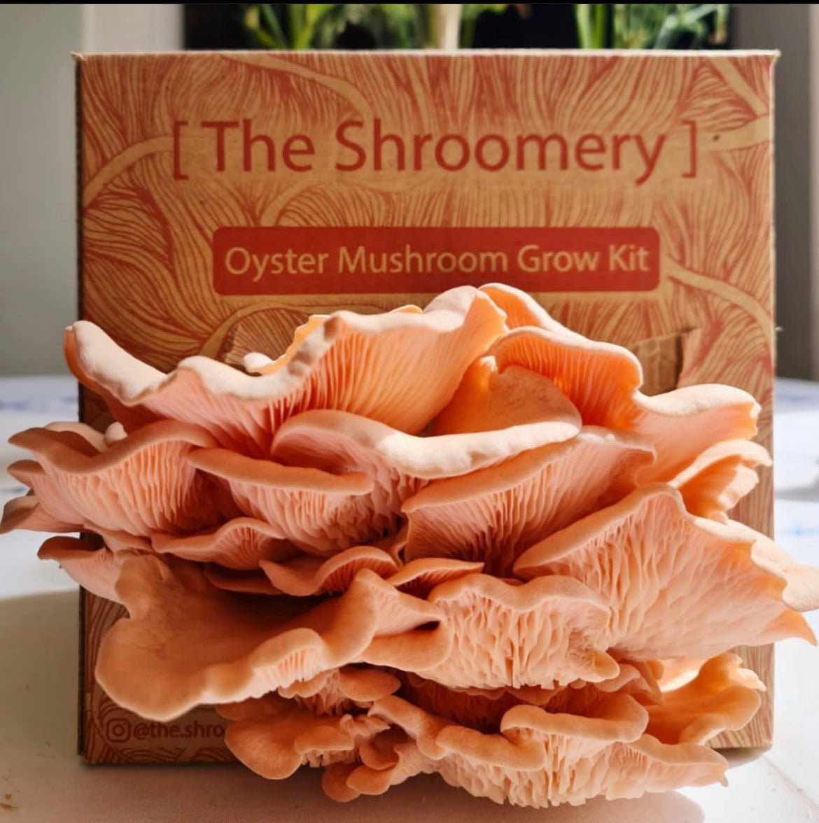 Gift Pack- special edition - [ the shroomery ]