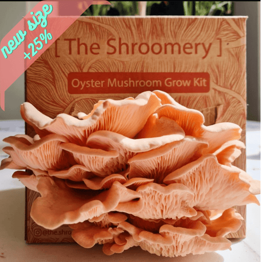 Pink Oyster Mushrooms - [ the shroomery ]